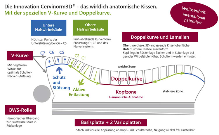 Aufbau und Funktion anatomisches Kissen