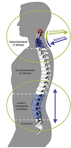 Entlastung und Stützung der Wirbelsäule